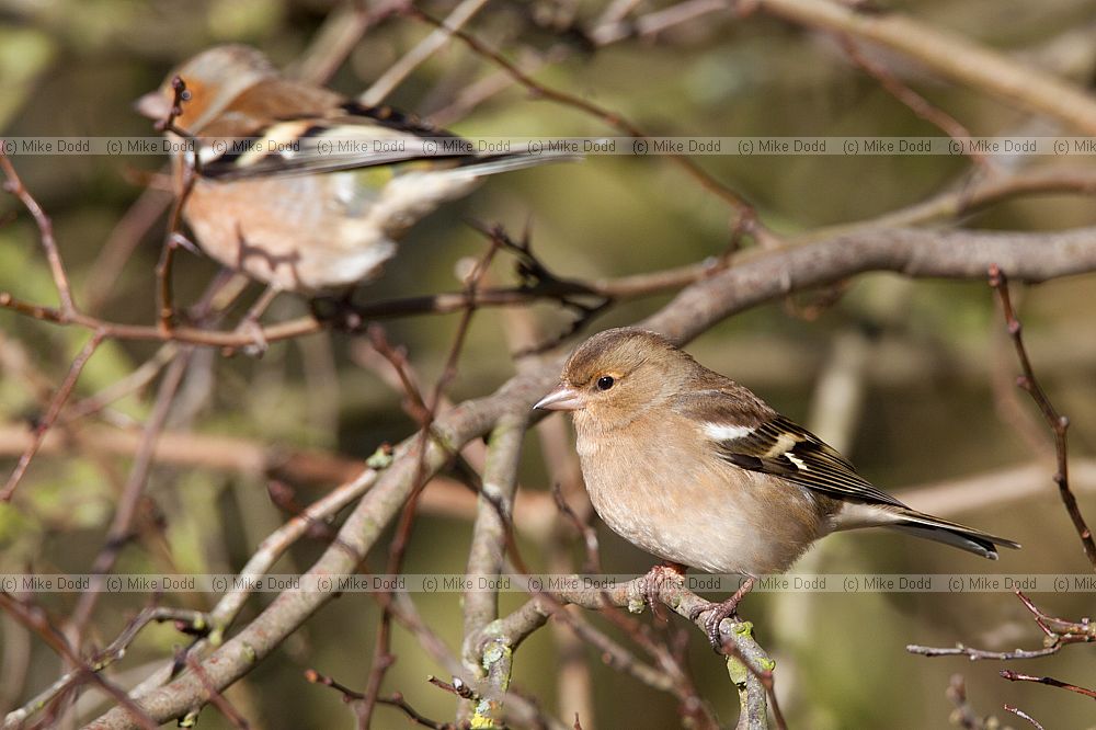 Fringilla coelebs Chaffinch female