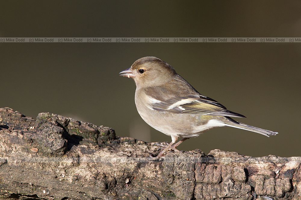 Fringilla coelebs Chaffinch female