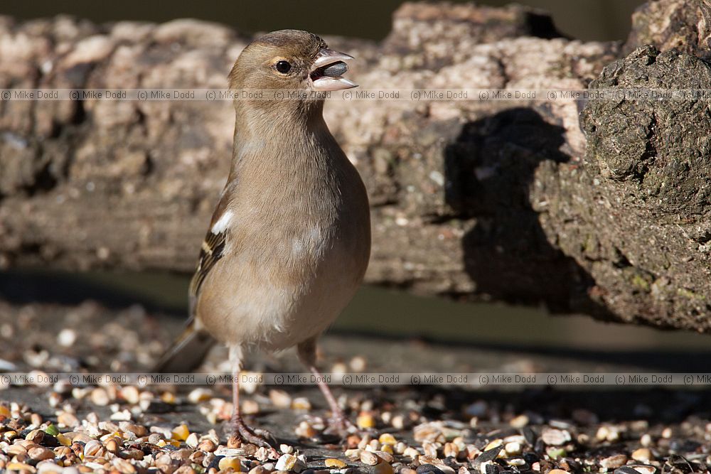 Fringilla coelebs Chaffinch female