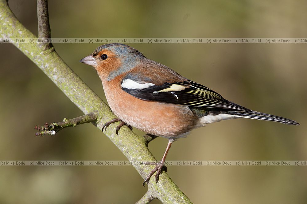 Fringilla coelebs Chaffinch male