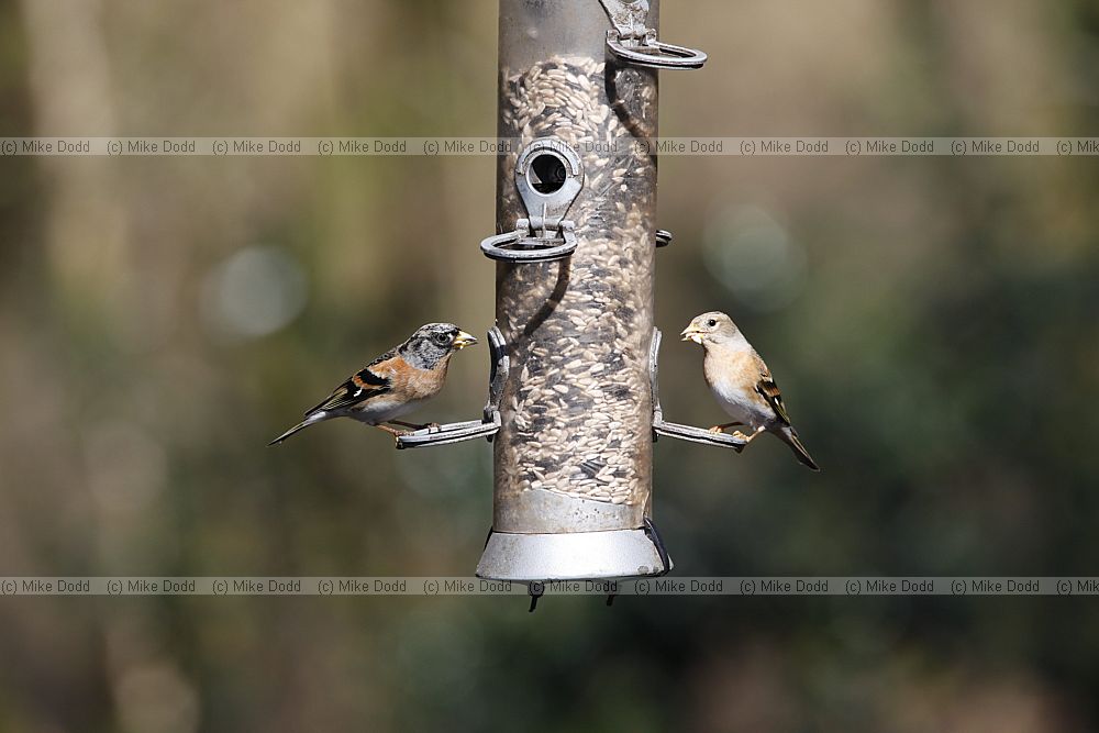 Fringilla montifringilla Brambling on feeder