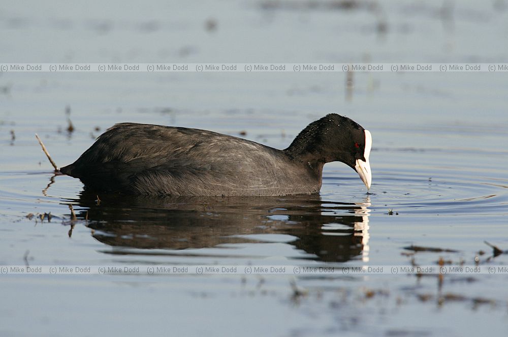 Fulica atra Coot