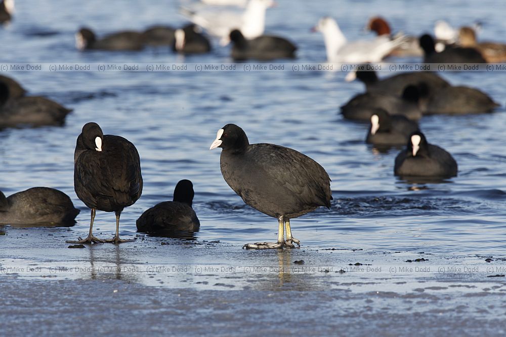 Fulica atra Coot
