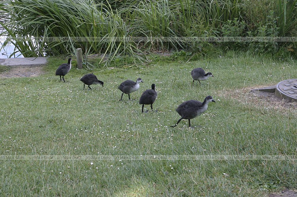Fulica atra Coots