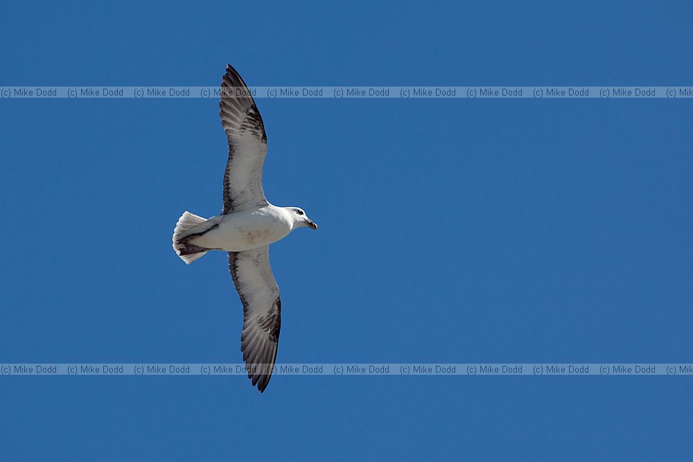 Fulmarus glacialis Fulmar in flight
