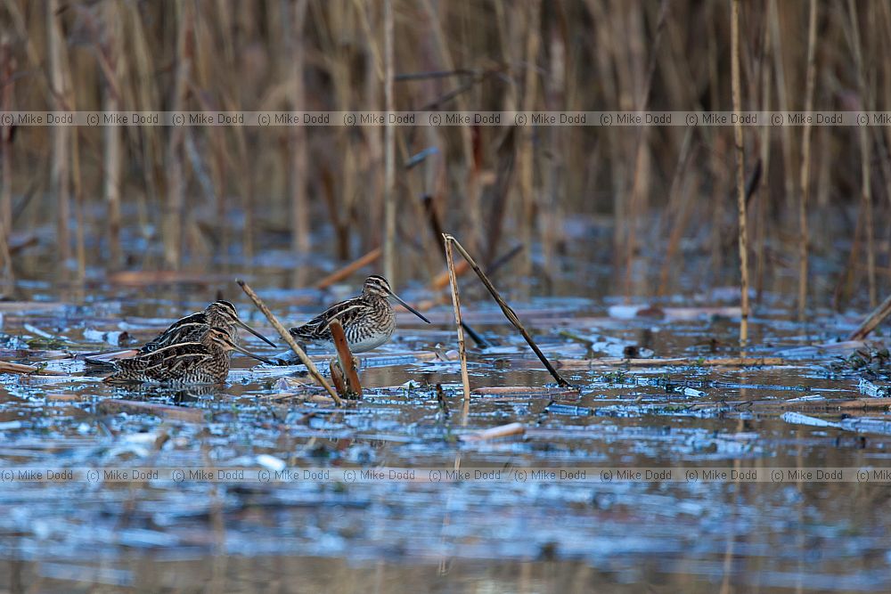 Gallinago gallinago Common Snipe