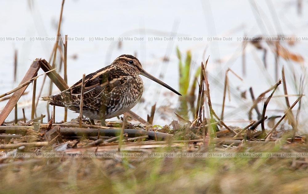 Gallinago gallinago Snipe