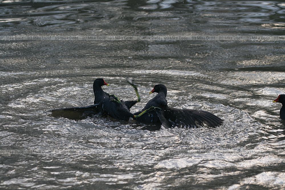 Gallinula chloropus Moorhens fighting