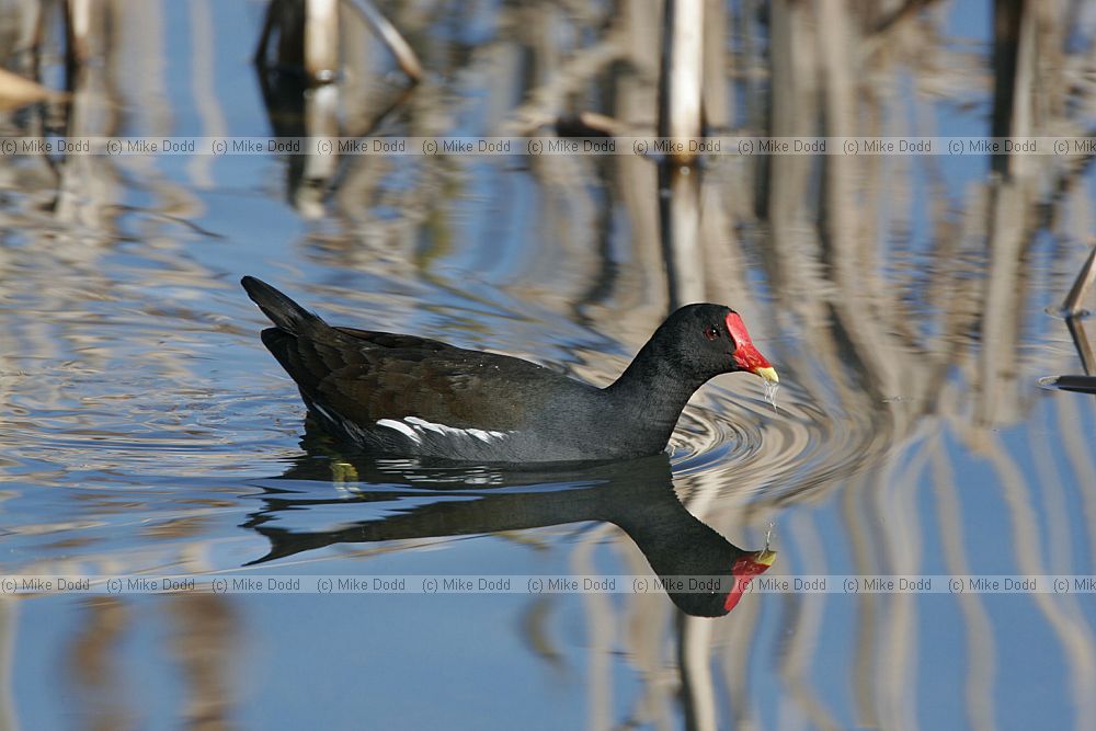 Gallinula chloropus Moorhen