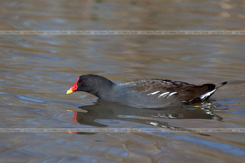 Gallinula chloropus Moorhen