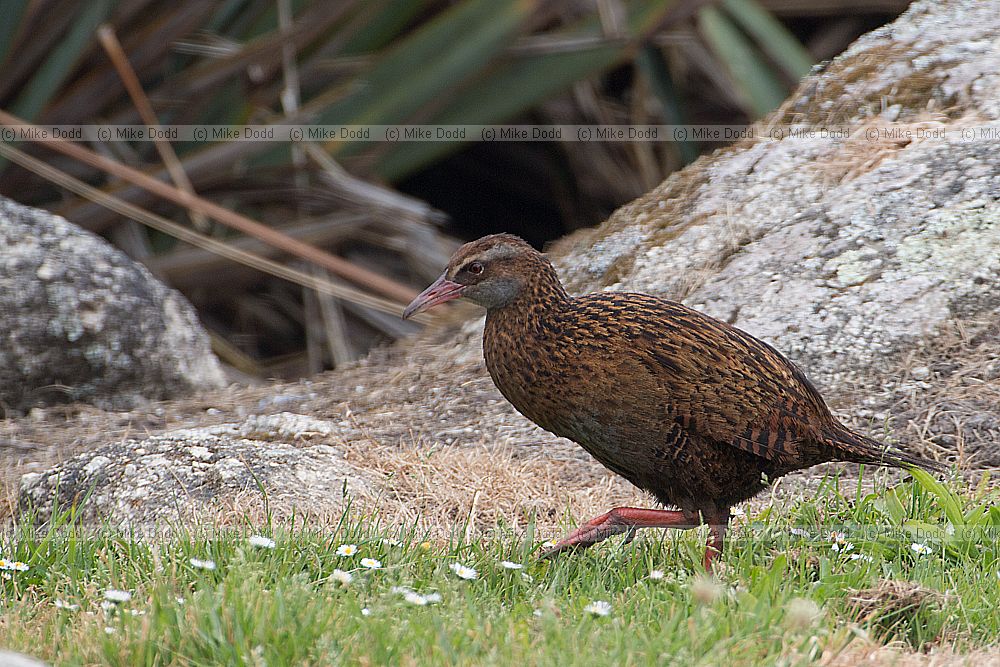 Gallirallus australis Weka