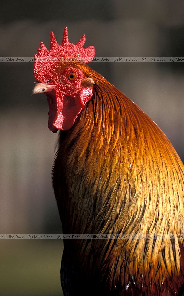Gallus gallus Cockerel