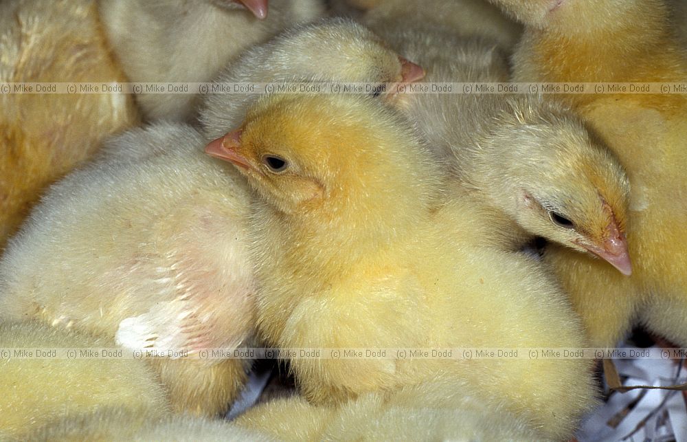 Gallus gallus domesticus Domestic chicken chicks