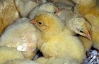Gallus gallus domesticus Domestic chicken chicks