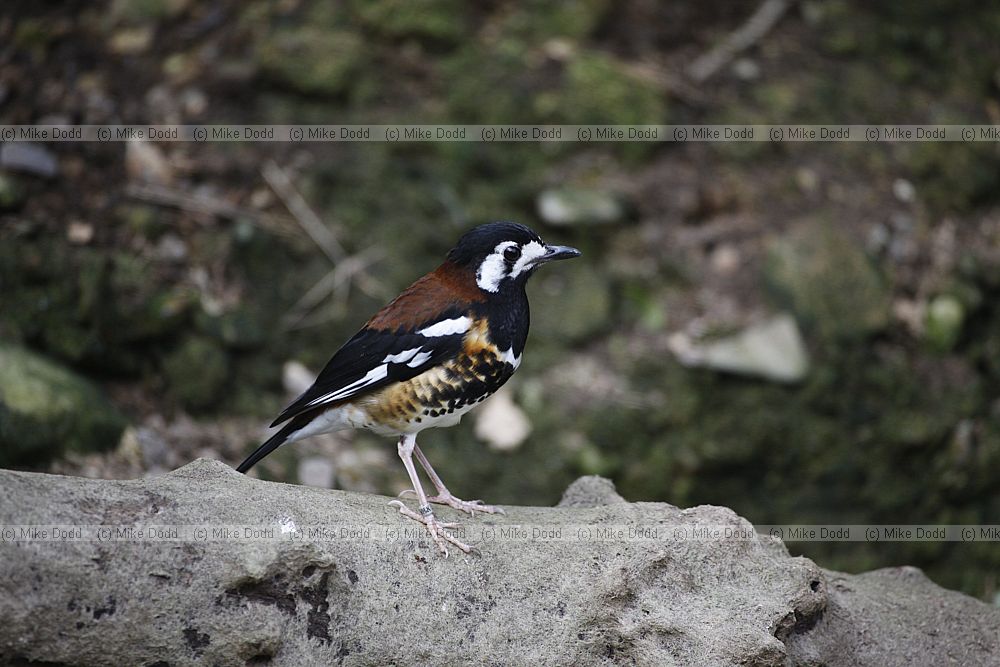 Geokichla dohertyi Chestnut-backed thrush
