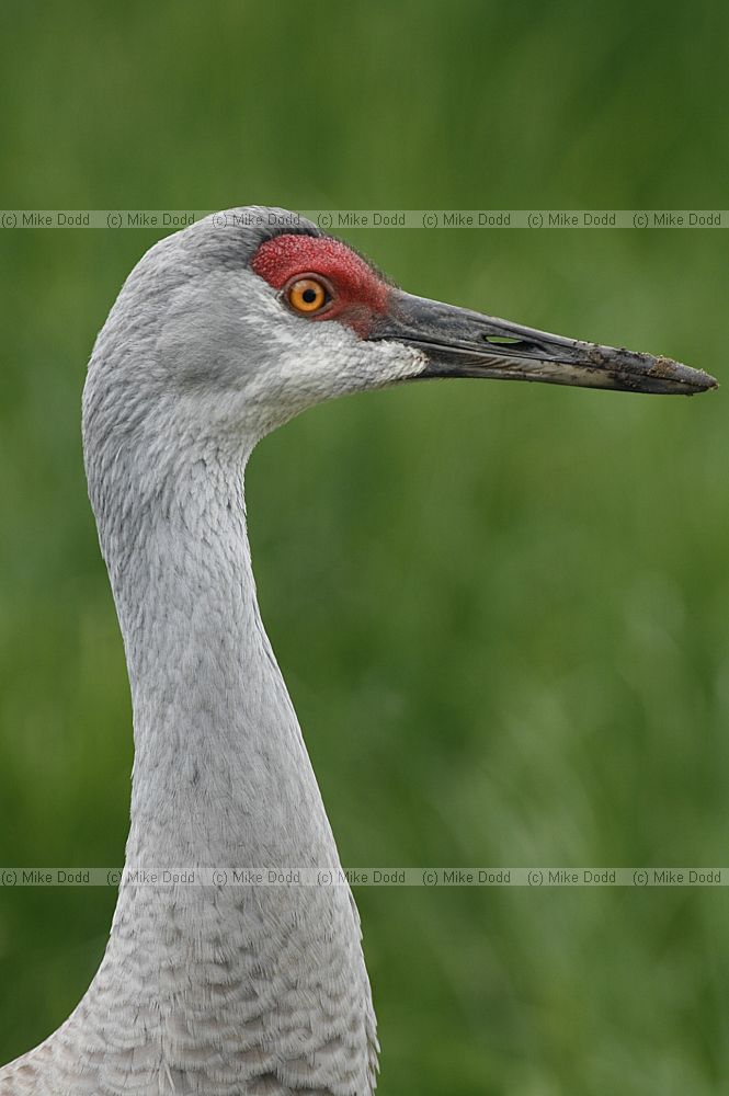 Grus canadensis Sandhill crane