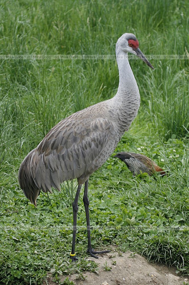 Grus canadensis Sandhill crane