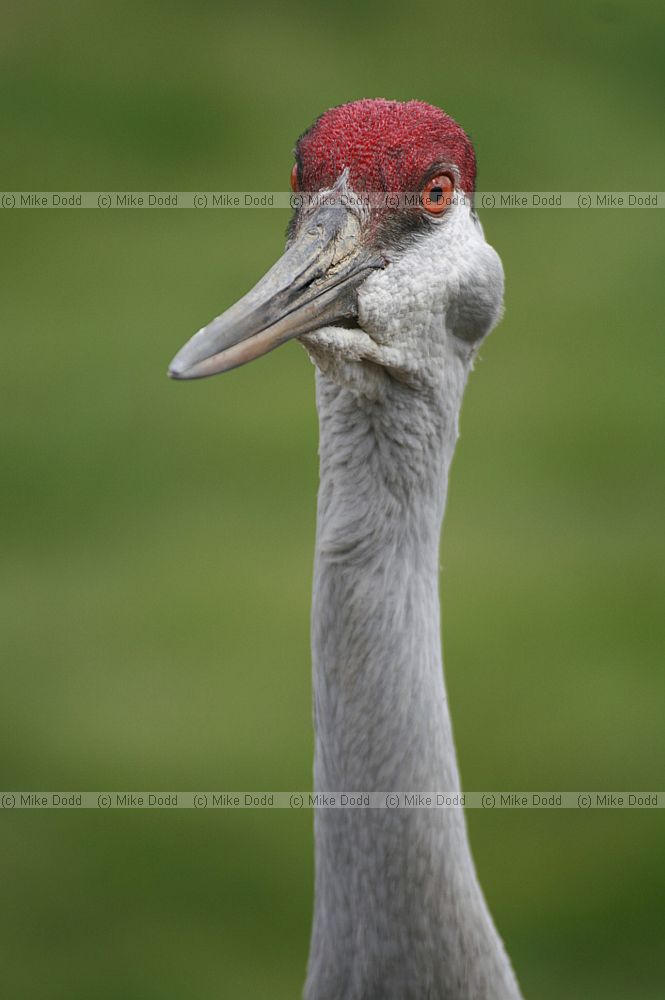 Grus canadensis Sandhill crane