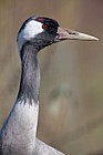 Grus grus Common Crane