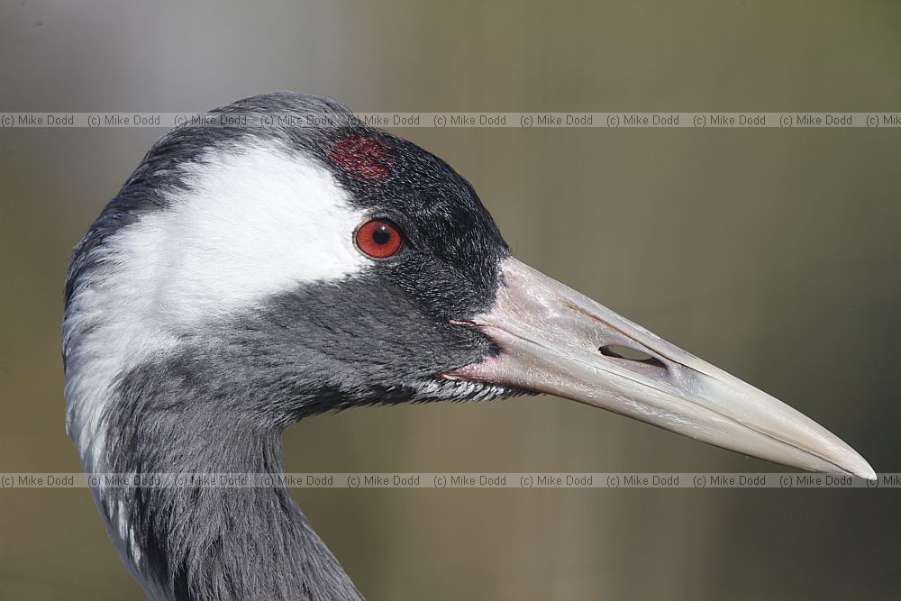 Grus grus Common Crane