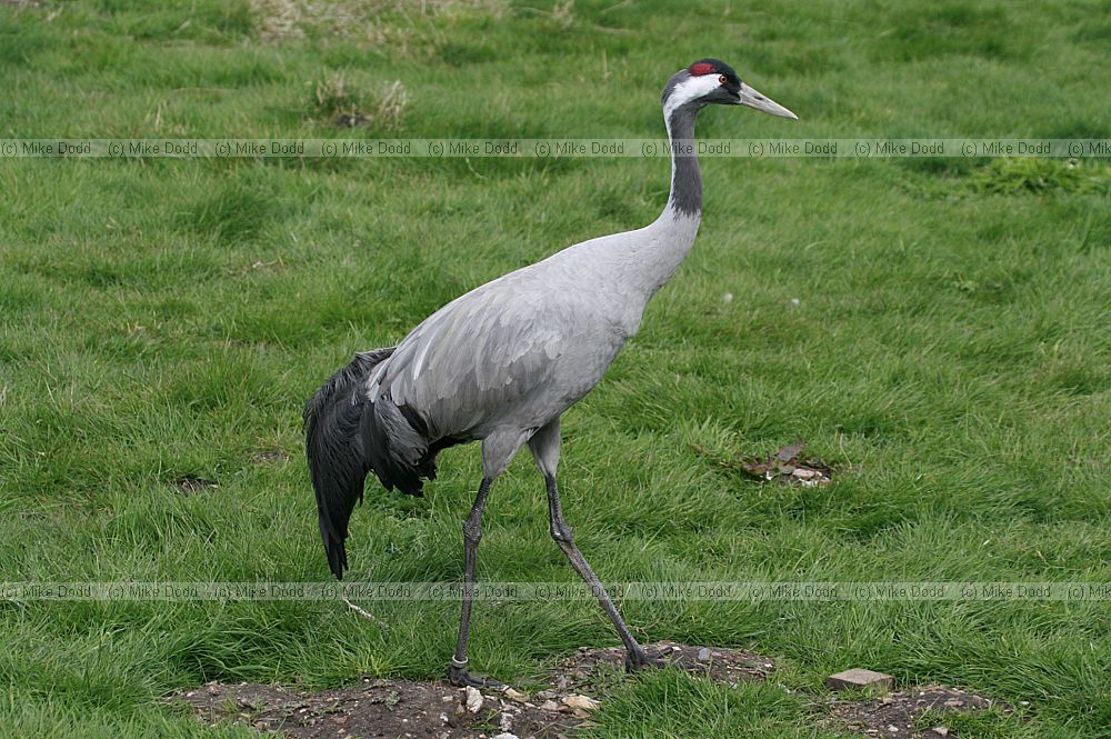 Grus grus Eurasian crane