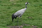 Grus grus Eurasian crane