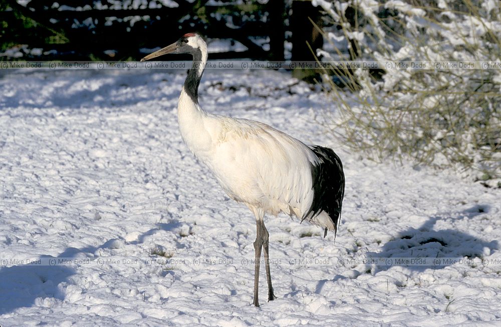 Grus japonensis Manchurian crane