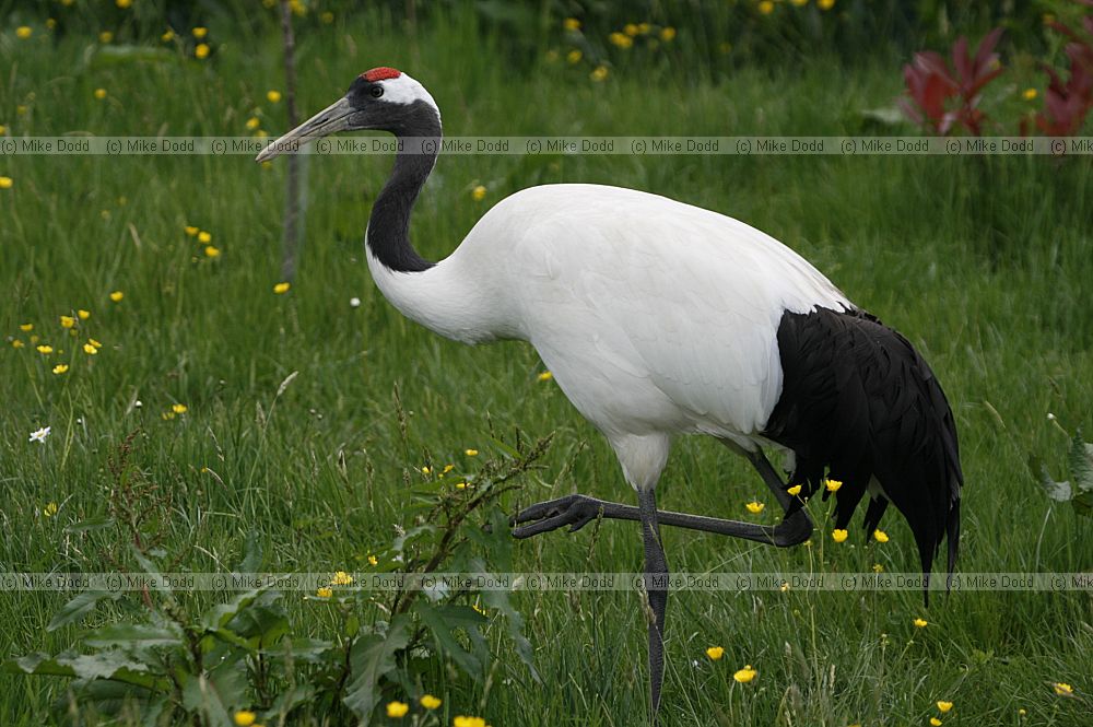 Grus japonensis Manchurian Crane