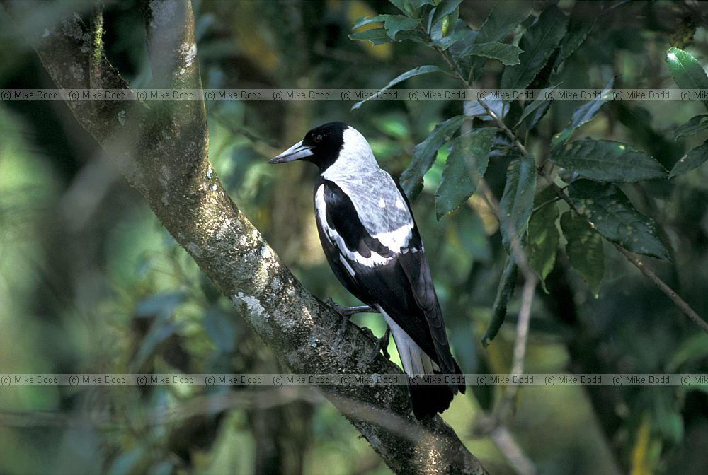Gymnorhina tibicen New Zealand magpie