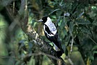 Gymnorhina tibicen New Zealand magpie