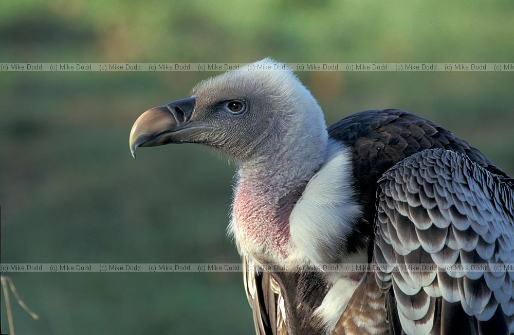 Gyps africanus x Gyps rueppellii possible hybrid Vulture at Whipsnade