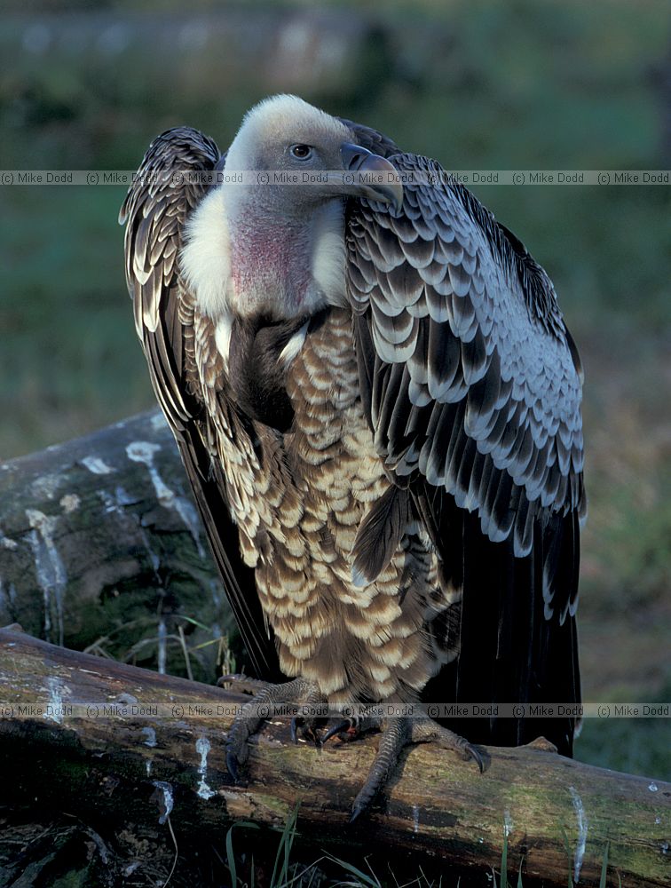 Gyps africanus x Gyps rueppellii possible hybrid Vulture at Whipsnade