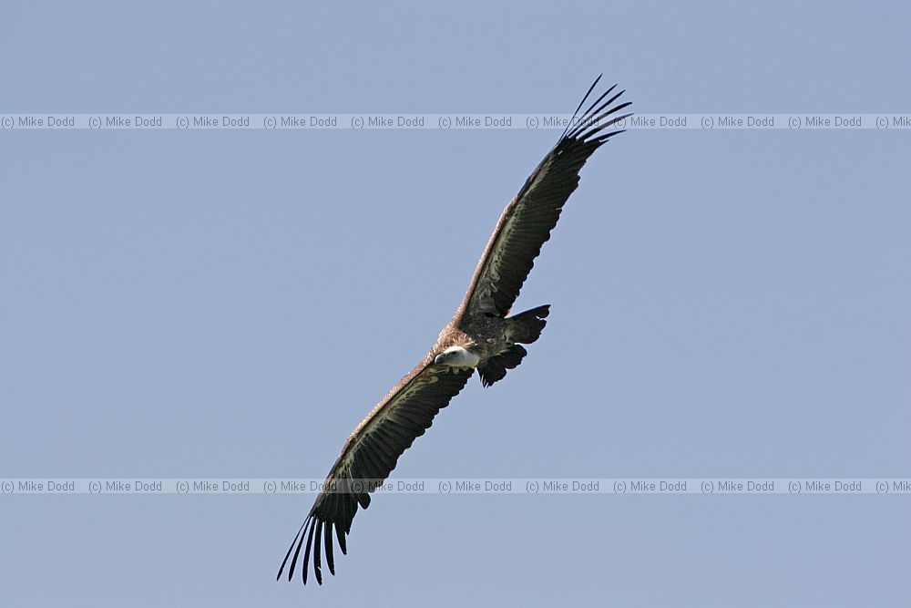 Gyps fulvus Griffon vulture