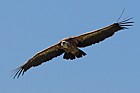 Gyps fulvus Griffon vulture