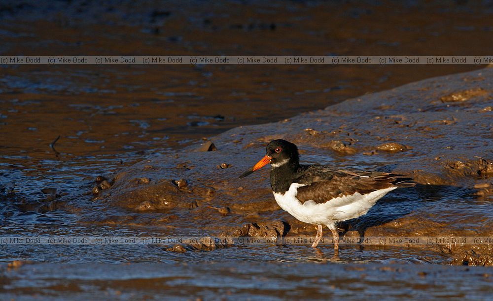 Haematopus ostralegus Oystercatcher