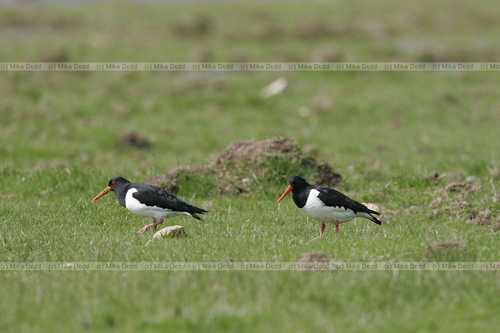 Haematopus ostralegus Oystercatcher feeding on damp grassland Elmley marshes