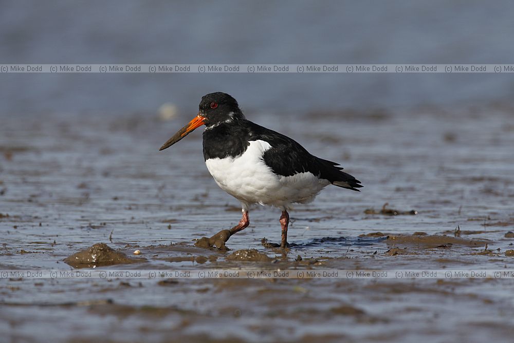Haematopus ostralegus Oystercatcher