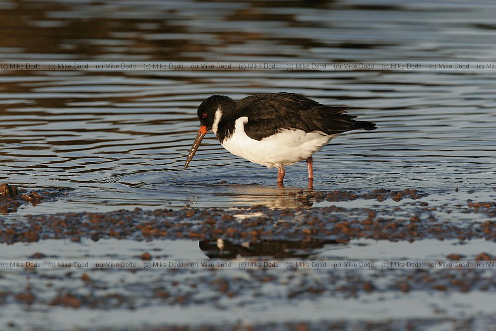 Haematopus ostralegus Oystercatcher