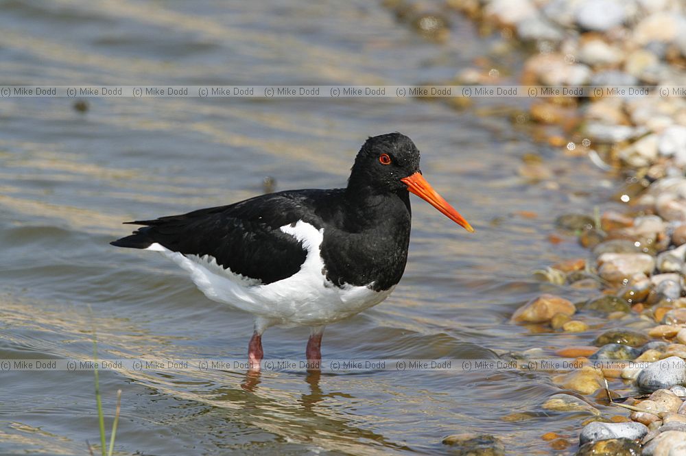 Haematopus ostralegus Oystercatcher