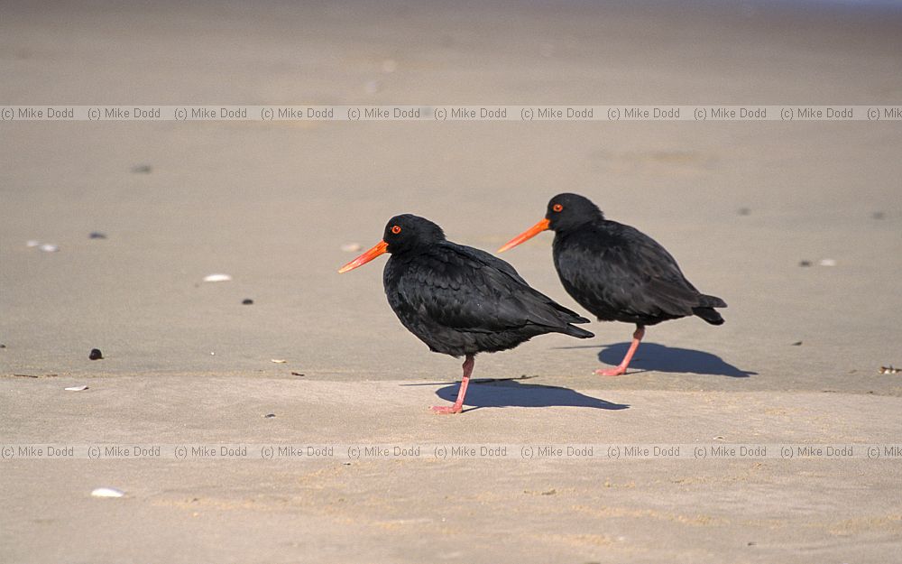 Haematopus unicolor Variable oystercatchers Catlins
