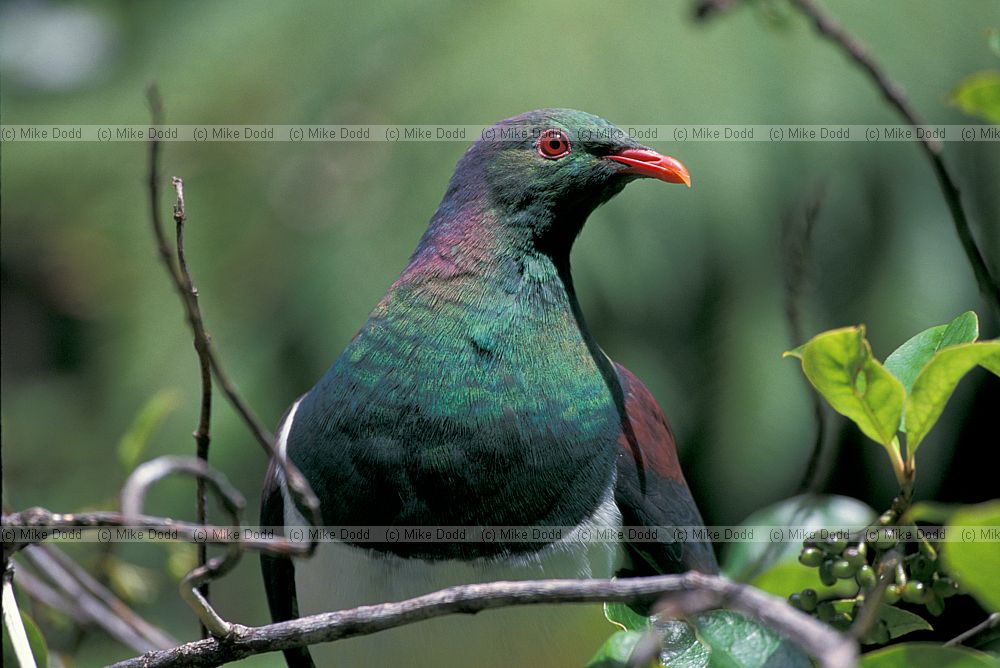 Hemiphaga novaeseelandiae New Zealand pigeon paparoa national park