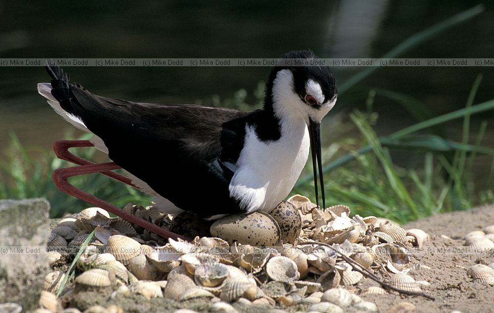 Himantopus himantopus American black winged stilt on nest with eggs