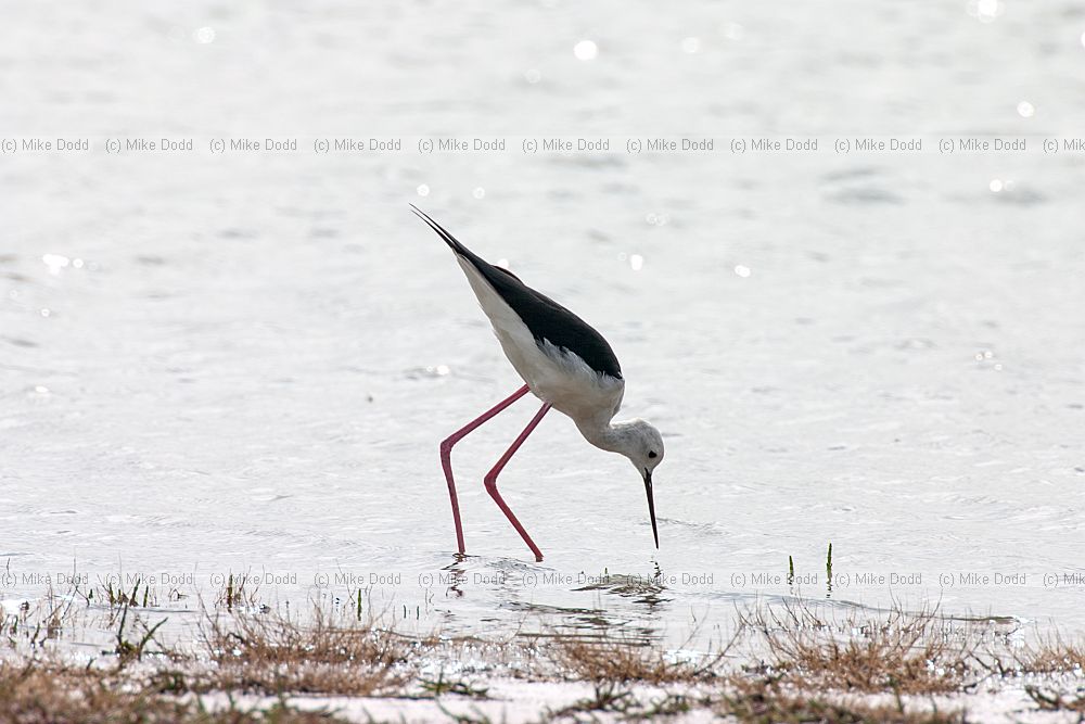 Himantopus himantopus Black winged stilt