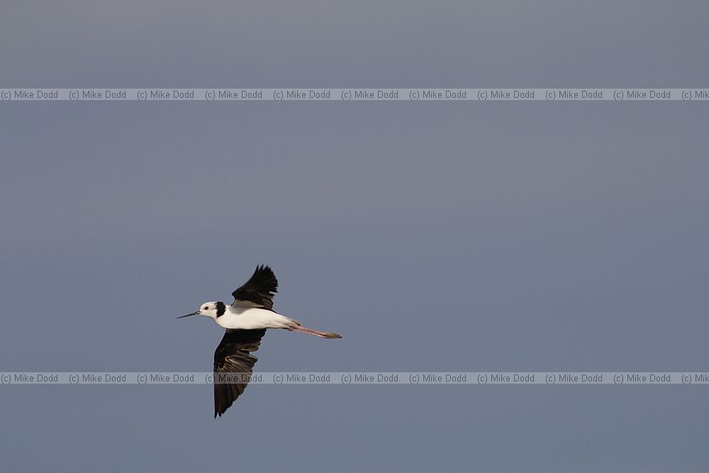 Himantopus leucocephalus White-headed Stilt