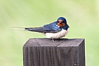 Hirundo rustica Swallow