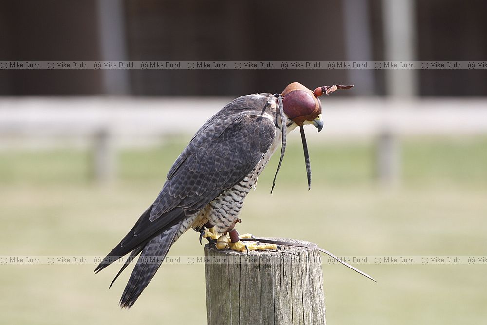 Hybrid peregrine x lanner falcon