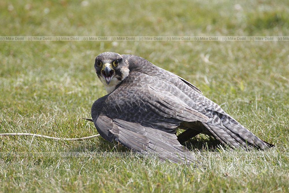 Hybrid peregrine x lanner falcon
