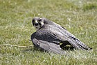 Hybrid peregrine x lanner falcon