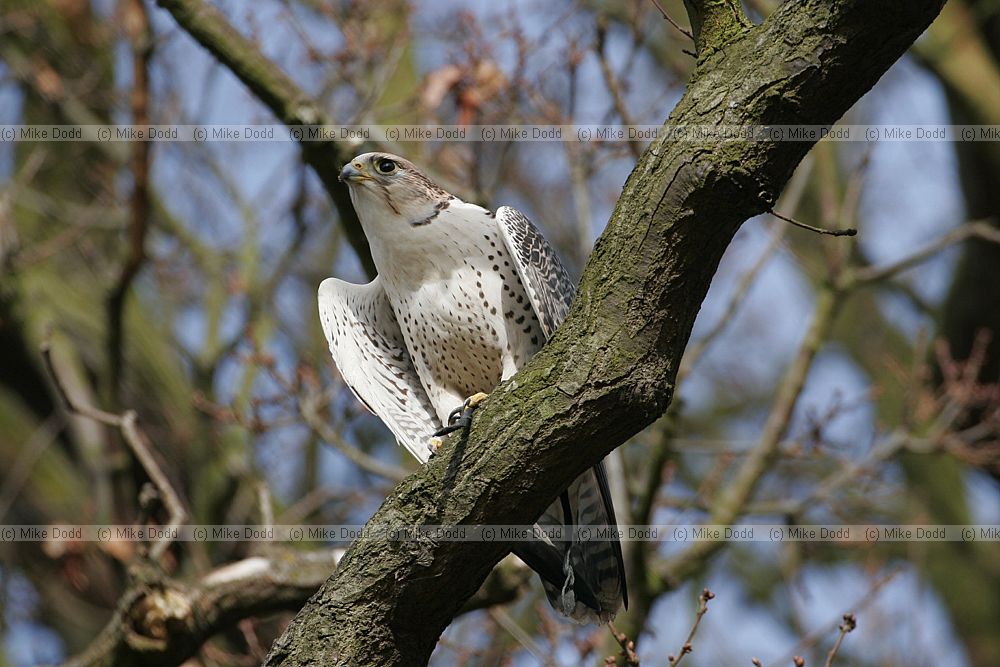 Tri-hybrid?? falcon (inc peregrine lanner etc)
