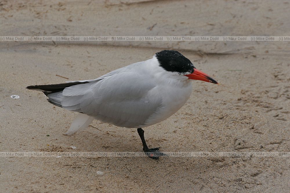 Hydroprogne caspia Caspian Tern